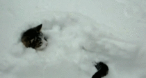 A cat in snow contemplates its tail