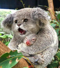 A cats face photoshopped on a Koala