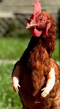 A chicken with fake human arms
