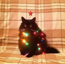 A Christmas tree with an attitude