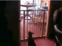 A classic and still my reigning favorite gif Cat vs baby gate