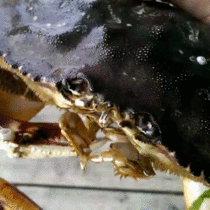 A crabs mouth - very alien