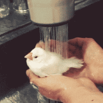 A cute little bird in the shower