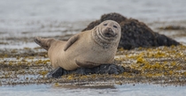 A cute seal was posing for my photo session It was really interested in my camera and me Because this fella came in the end really close to me and tried to discover me I think i looked pretty weird to him