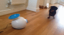 A dachshund and a ball launcher
