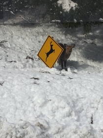 A deer hiding behind a sign