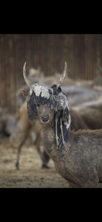 A deer with a wig on
