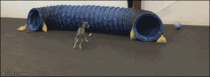 A dog chases another dog through a tunnel repeatedly