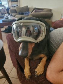 A dog with goggles