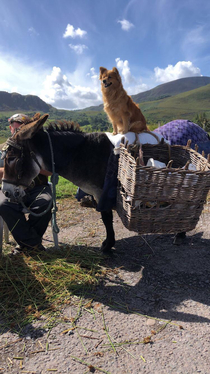 A Doggo sitting on a donkey in Ireland