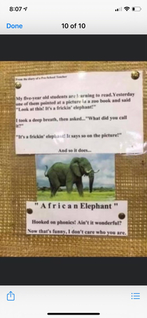 A f r i c a n elephant
