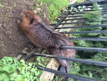 A fat beaver got stuck in a fence in Canada Rescuers used soap to get it free