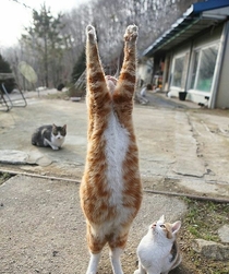 A fat cat praying to the sky while his friends patiently await the rewards