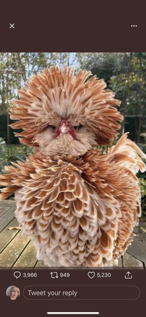 A friend asked for help naming her new pet chicken Any ideas