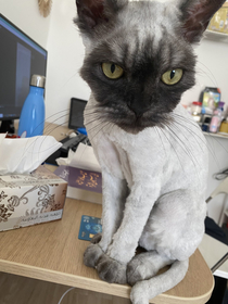 A friend of mine had her cat shaved He is not happy