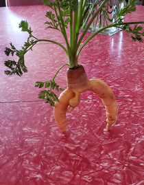 A friend of mine loves to garden Her carrots areunusual