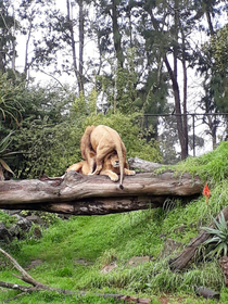 A friend of mine sent me this picture of a Lion tea bagging another Lion at the Zoo in Wellington NZ