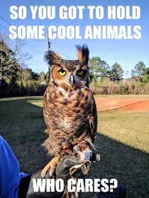 A friend went to a ranch and got to see some cool animals Let me introduce you to Unimpressed Owl