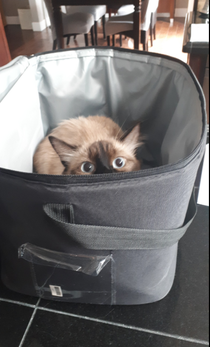 A friends cat when he was packing up for a road trip