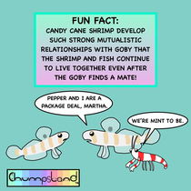 A Fun Fact About Candy Cane Shrimp 