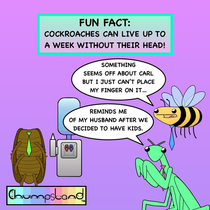 A Fun Fact About Cockroaches 