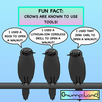 A Fun Fact About Crows 