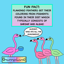 A Fun Fact About Flamingos 