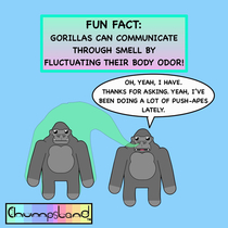 A Fun Fact About Gorillas 