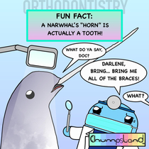 A Fun Fact About Narwhals 