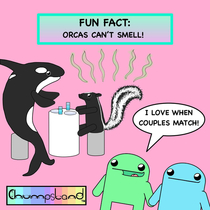 A Fun Fact About Orcas 
