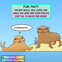 A Fun Fact About Sea Lions 