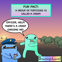 A Fun Fact About Tortoises 