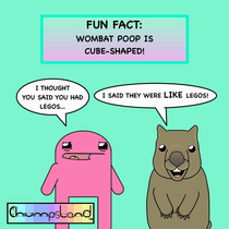 A Fun Fact About Wombats 