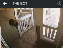 A Giant Bee triggered my security camera today Mustve been the size of a toddler