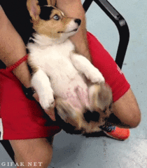 A gif guaranteed to cheer you up or your theoretical internet money back