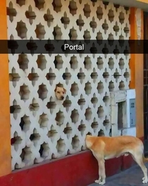 A giraffe dog or a portal what do you think