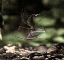 A Gladiator Spider using a net to catch a bug