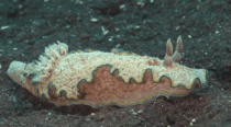 A gorgeous Nudibranch