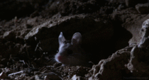 A Grasshopper Mouse Howling to Protect its Territory