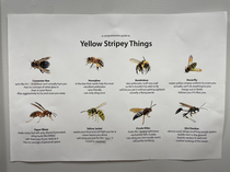 A guide to Yellow Stripey things according to my doctors office