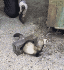 A guy helps a ferret out