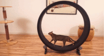 A Hamster wheel for Cats