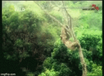 A Harpy Eagle snatching a sloth out of a tree
