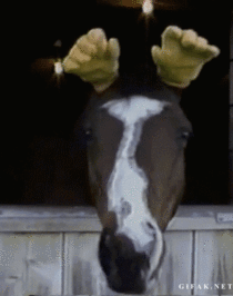 A horse with gloves on its ears 