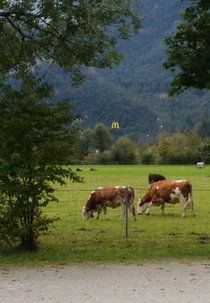 A hungry McDonalds stalking its prey X-post from rAustria