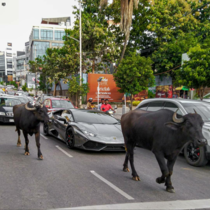 A Lamborghini blocked by two Buffaloes