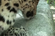 A Leopards face when you feed it Marmite