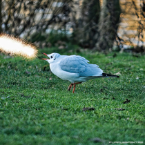 A lesser known method of defense for seagulls is that of spitting fire or fireworks at the attacker