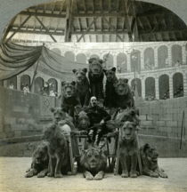 A lion tamer posing with his lions c  Animated stereoview