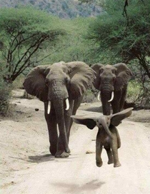 A Little Elephant Try To Flying